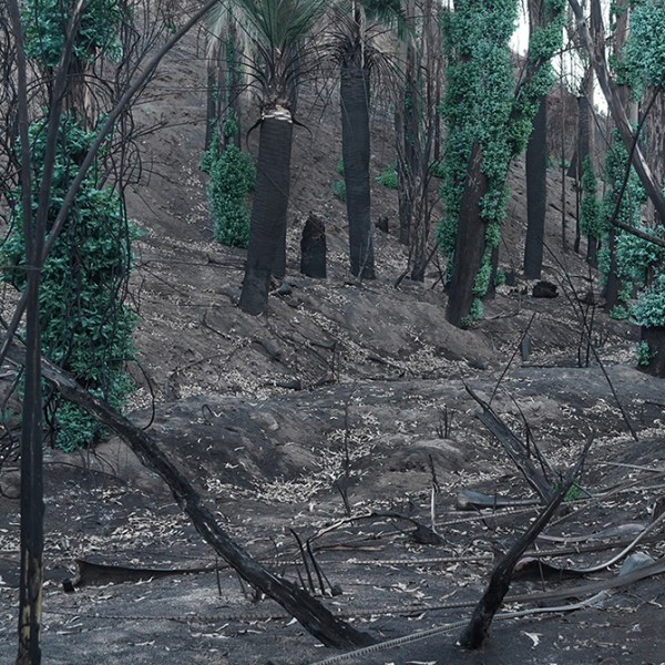 blanco ceniza +&nbsp;reverdecer